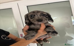 Cocker Spaniel dogs for sale:  show type dna health tested kc registered dad mum - Image 7