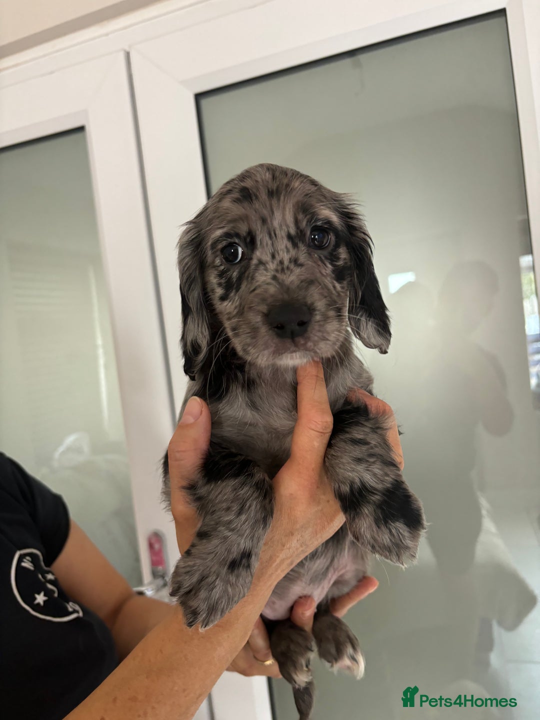 Cocker Spaniel dogs for sale:  show type dna health tested kc registered dad mum - Image 7