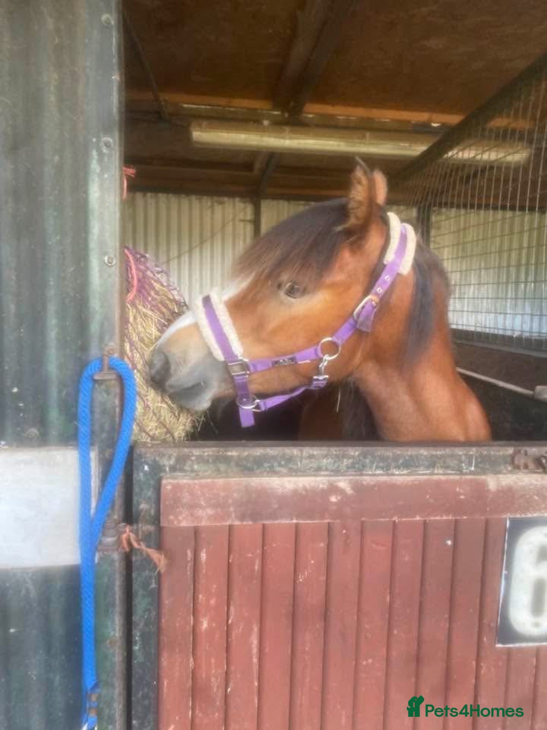 Riding pony horses for sale: ⭐️Now Sold ⭐️Bay Filly “FIZZI” for reluctant sale - Advert 10