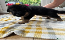 German Shepherd dogs for sale: KC show line German Shepherd puppies - Image 24