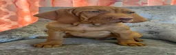 Hungarian Vizsla dogs for sale: EXCEPTIONAL HUNGARIAN VIZSLA PUPPIES - Advert 3
