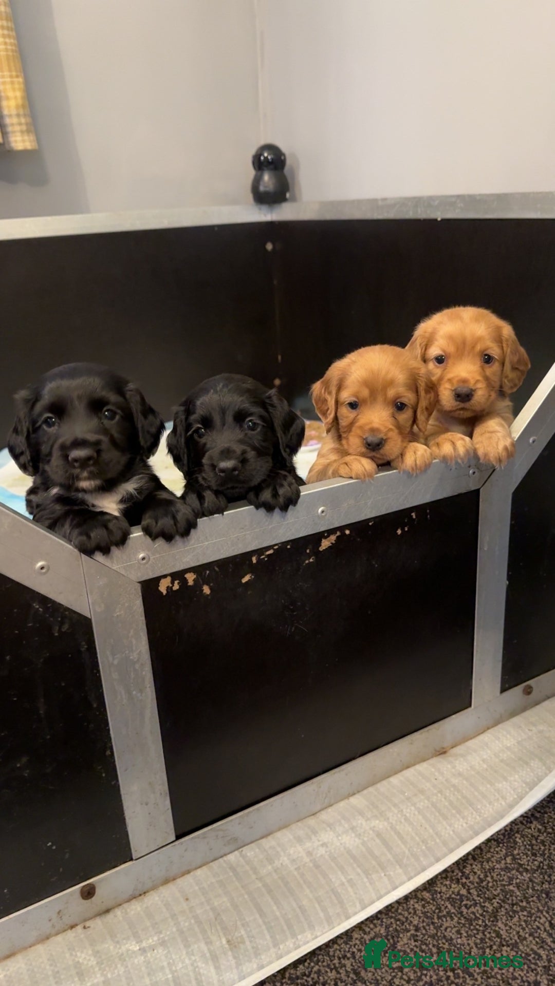 Cocker Spaniel dogs for sale: Working cocker spaniel puppies - Image 1