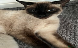 Mixed Breed cats for sale: Gorgeous Siamese Snowshoe Grey Tabby Kittens  - Image 6
