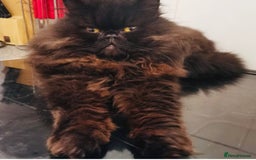 Persian cats for sale: Adult male Persian seeking new home  - Advert 1