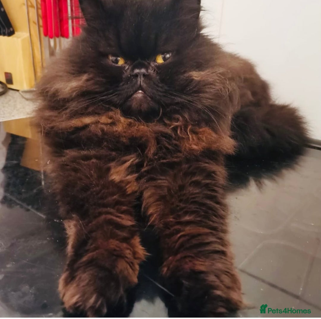 Persian cats for sale: Adult male Persian seeking new home  - Advert 1