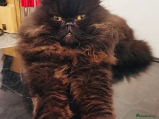 Persian cats Adult male Persian seeking new home - Advert 2