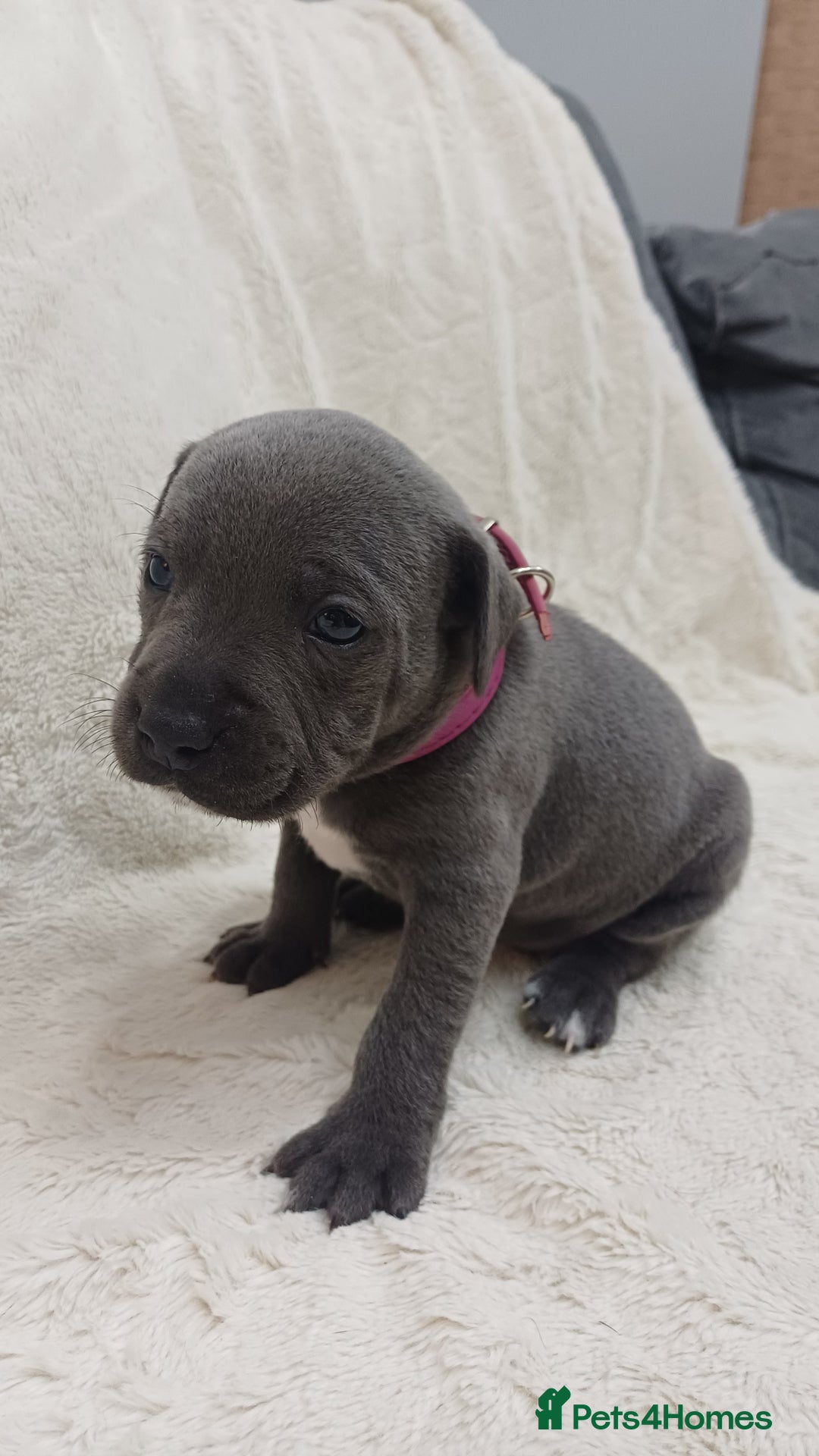 Staffordshire Bull Terrier dogs for sale: Beautiful blue staffy puppies  - Advert 4