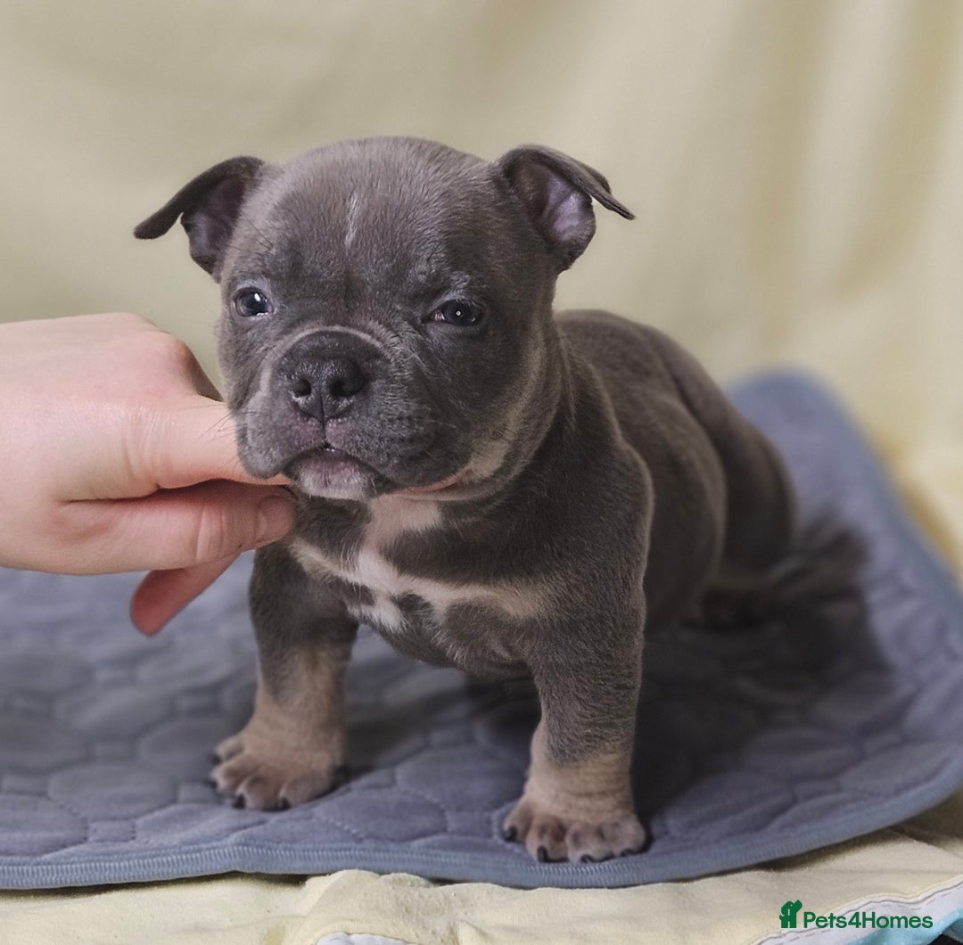 American Bully dogs for sale: Exotic Bullies - Advert 6