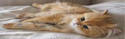 British Longhair cats for sale: 💖 Golden British Medium/Longhair Girl 💖 - Advert 6
