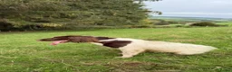 English Springer Spaniel dogs for sale: 1 bitch available springer puppies  - Advert 6