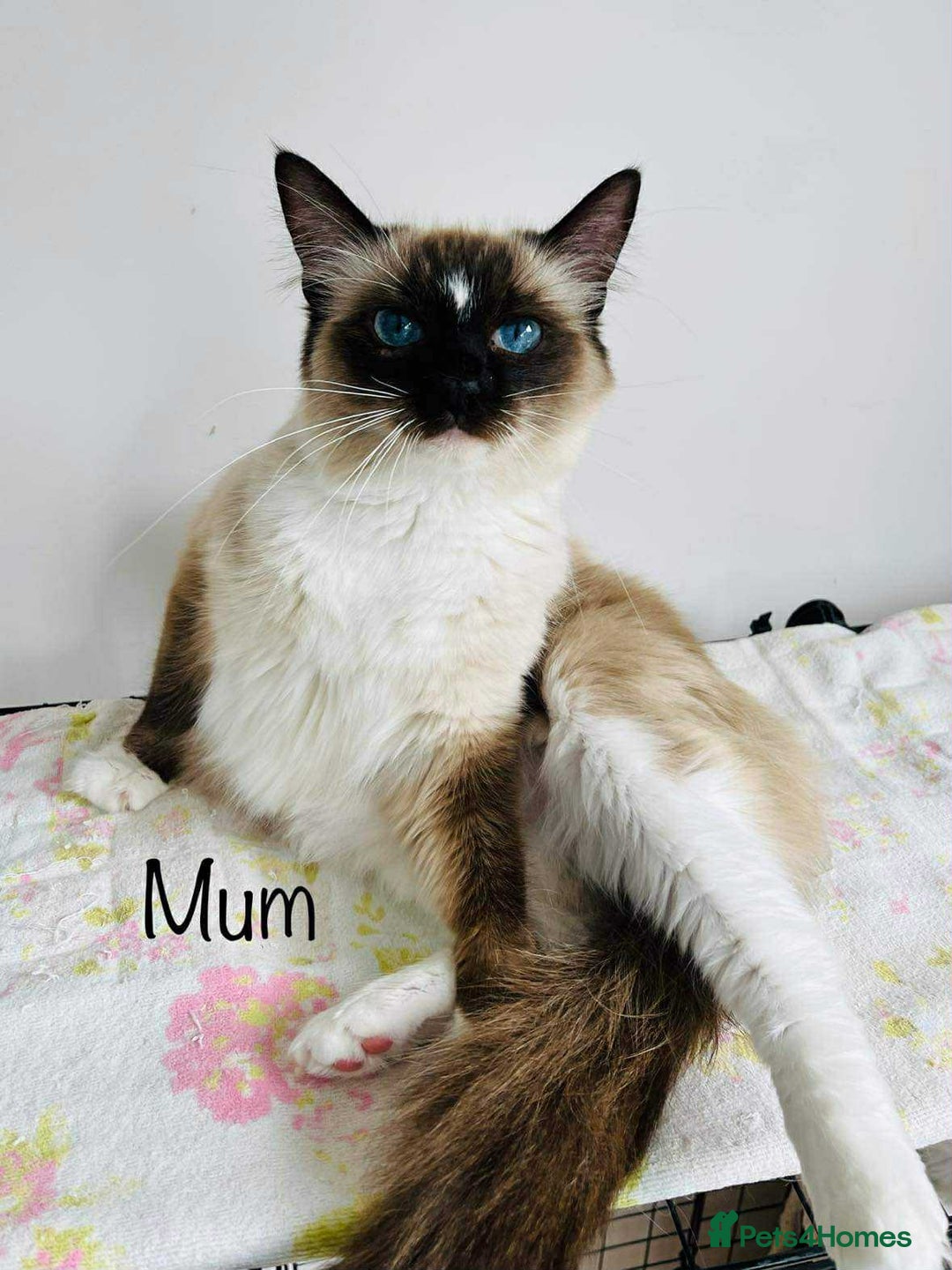 Ragdoll cats for sale: Beautiful ragdoll kittens  - Advert 3