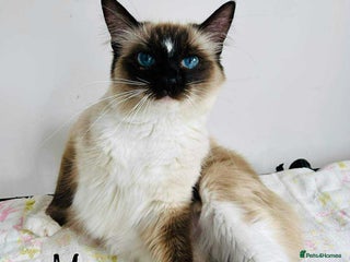 Ragdoll cats Beautiful ragdoll kittens - Advert 1