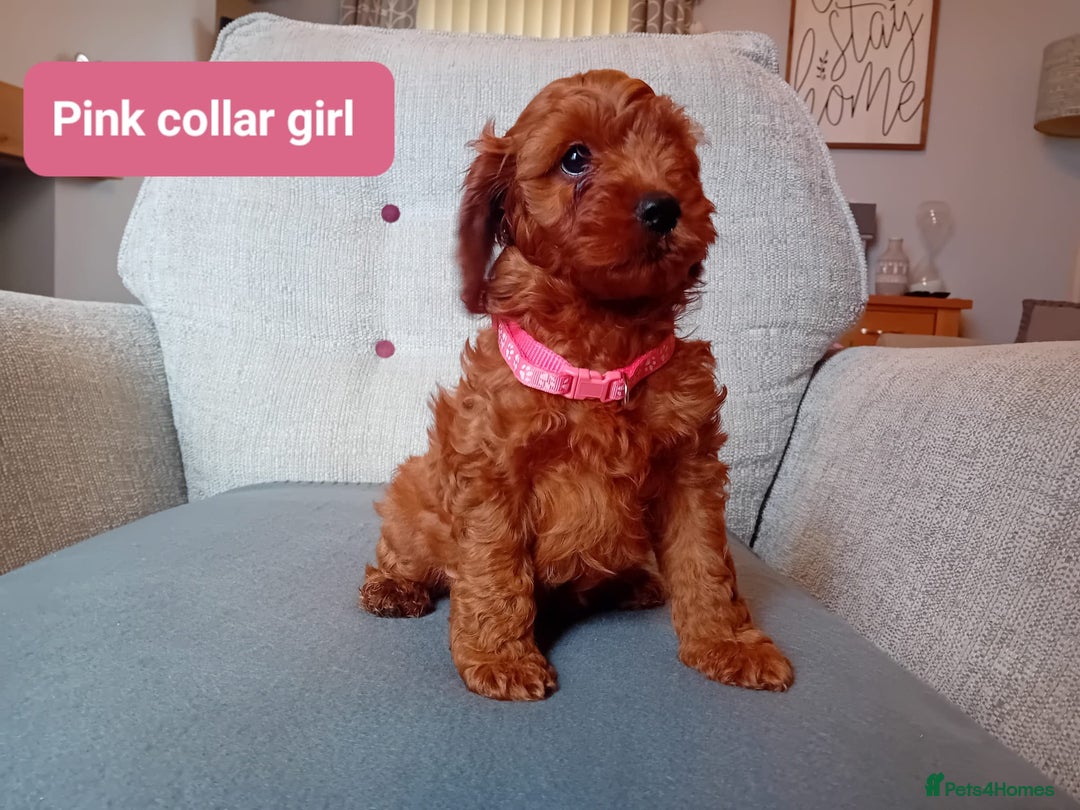 Cockapoo dogs for sale: Dark red F1b Cockapoos - Image 15