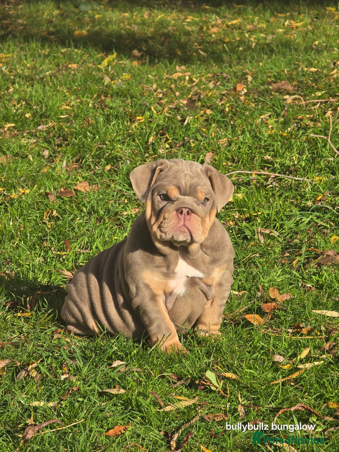 English Bulldog dogs for sale: Lilac & tan full suit - Advert 5