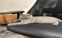 British Shorthair cats for sale: Blue British shorthair girl 4 months  - Image 2