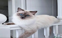 Ragdoll cats for sale: Purebred Blue Point Ragdoll Kittens 🩷💙 - Advert 24