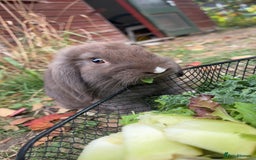 Dwarf Lop rabbits for sale: Beautiful Holland lop bunny - Image 2