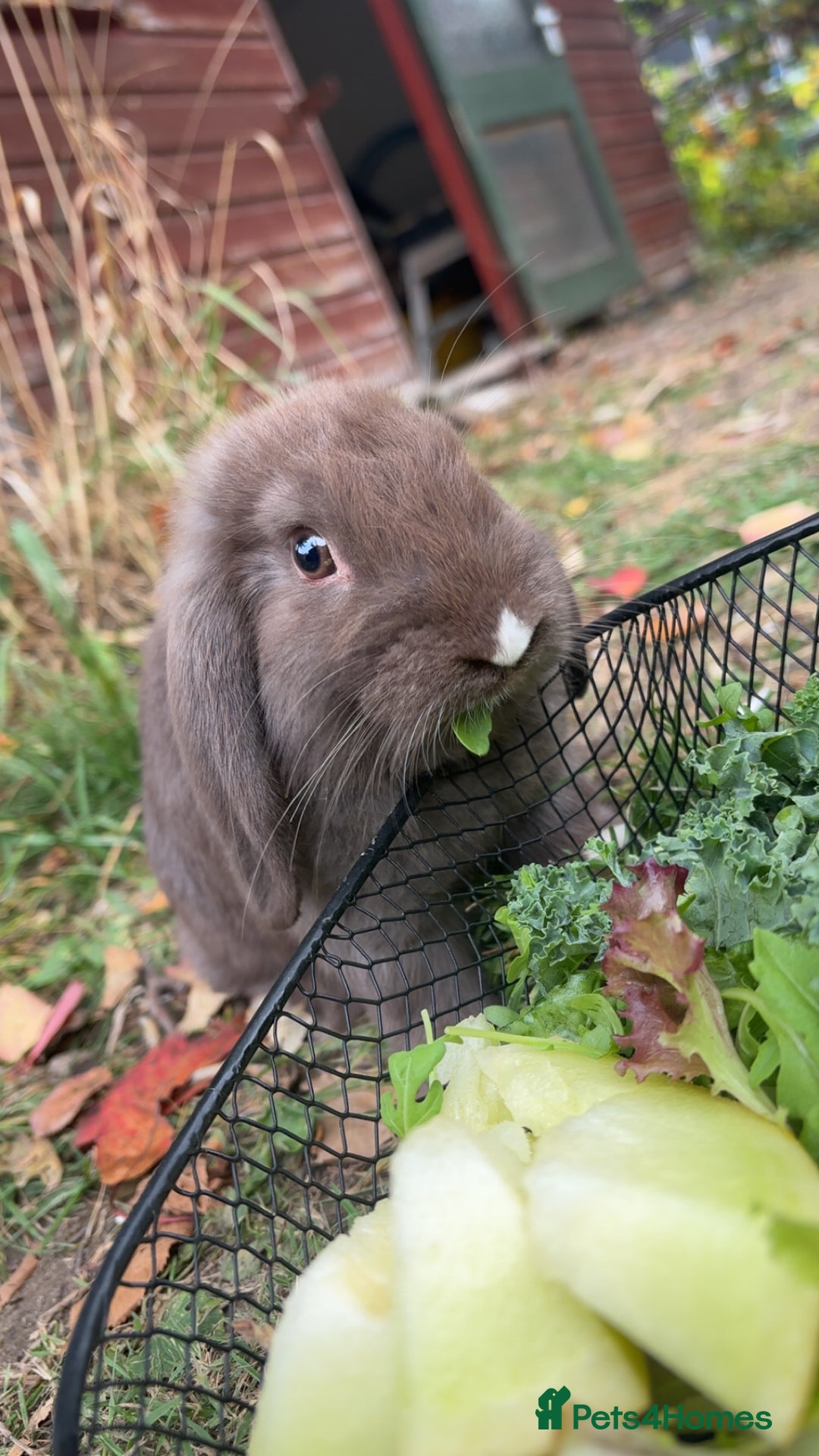 Dwarf Lop rabbits for sale: Beautiful Holland lop bunny - Image 2