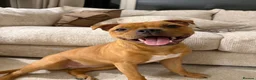Staffordshire Bull Terrier dogs for stud: Exceptional Red Staffordshire Bull Terrier! - Advert 21