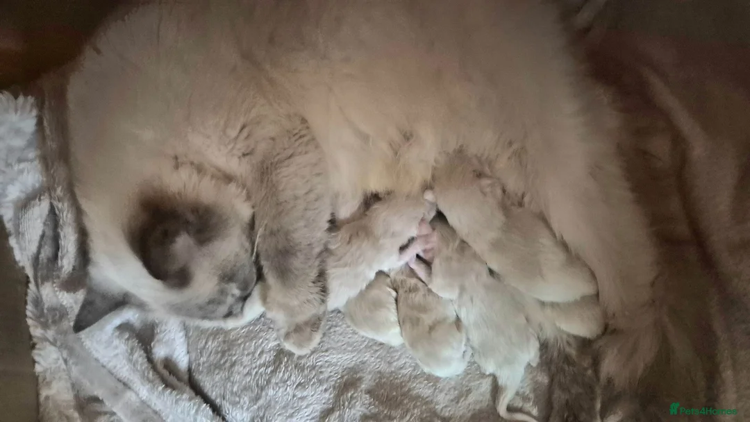 Ragdoll cats for sale: 💙 Blue Point Ragdolls 💙 - Advert 25
