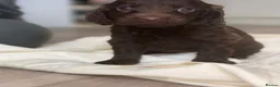 Cockapoo dogs for sale: 7 Beautiful F1 Cockapoo Puppies  - Advert 22