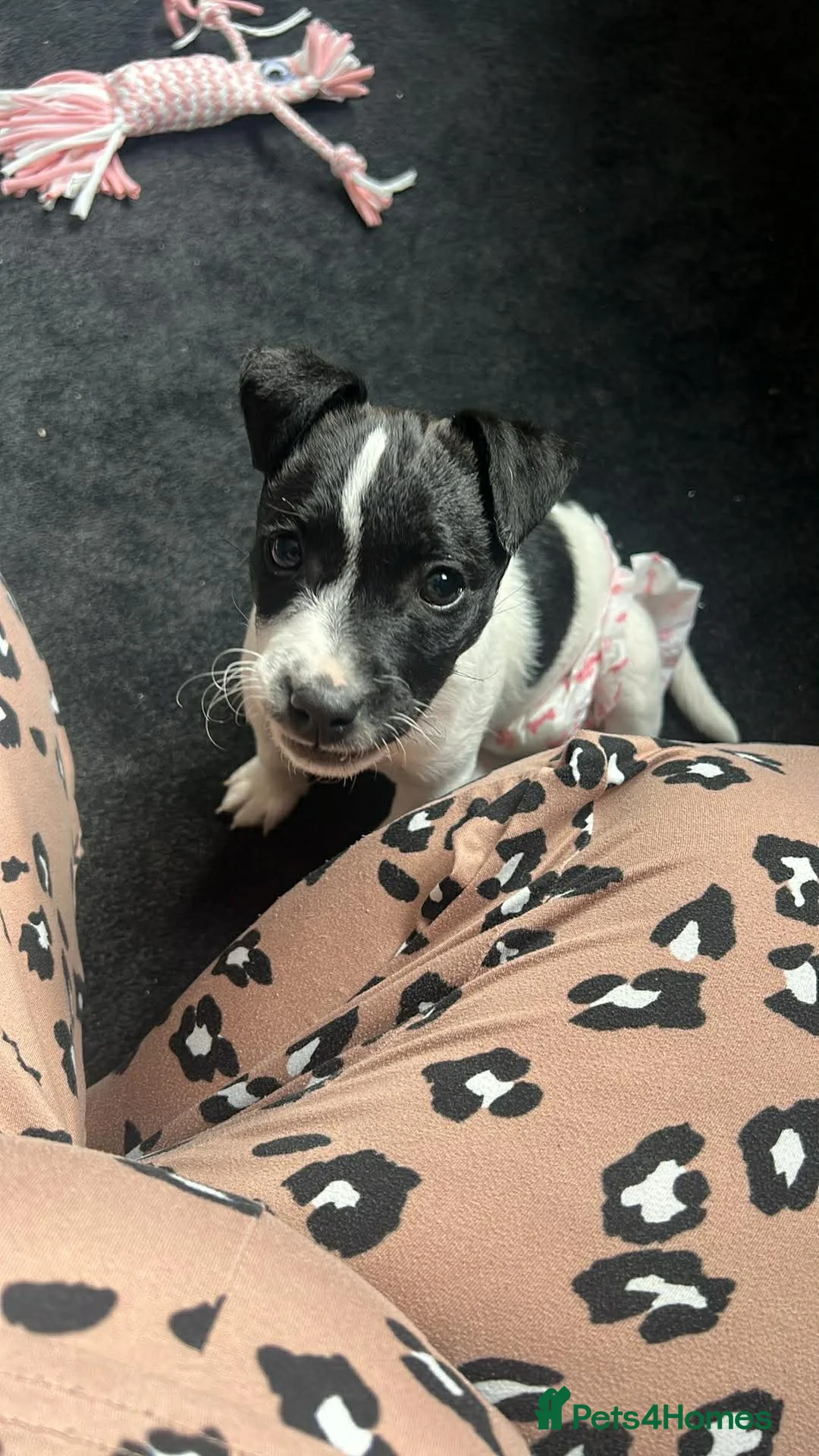 Jack Russell dogs for sale: Female Jack Russel  - Advert 35