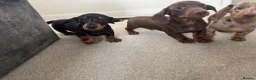 Dachshund dogs for sale: Dachshund Puppies  in Bridgwater - Advert 11