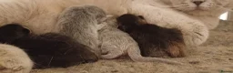 British Shorthair cats for sale: Beautiful TICA Scottish Straight and Fold kittens  - Advert 23