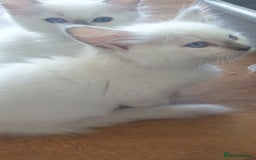 Ragdoll cats for sale: Beautiful GCCF lilac and Cream Point kittens - Image 16