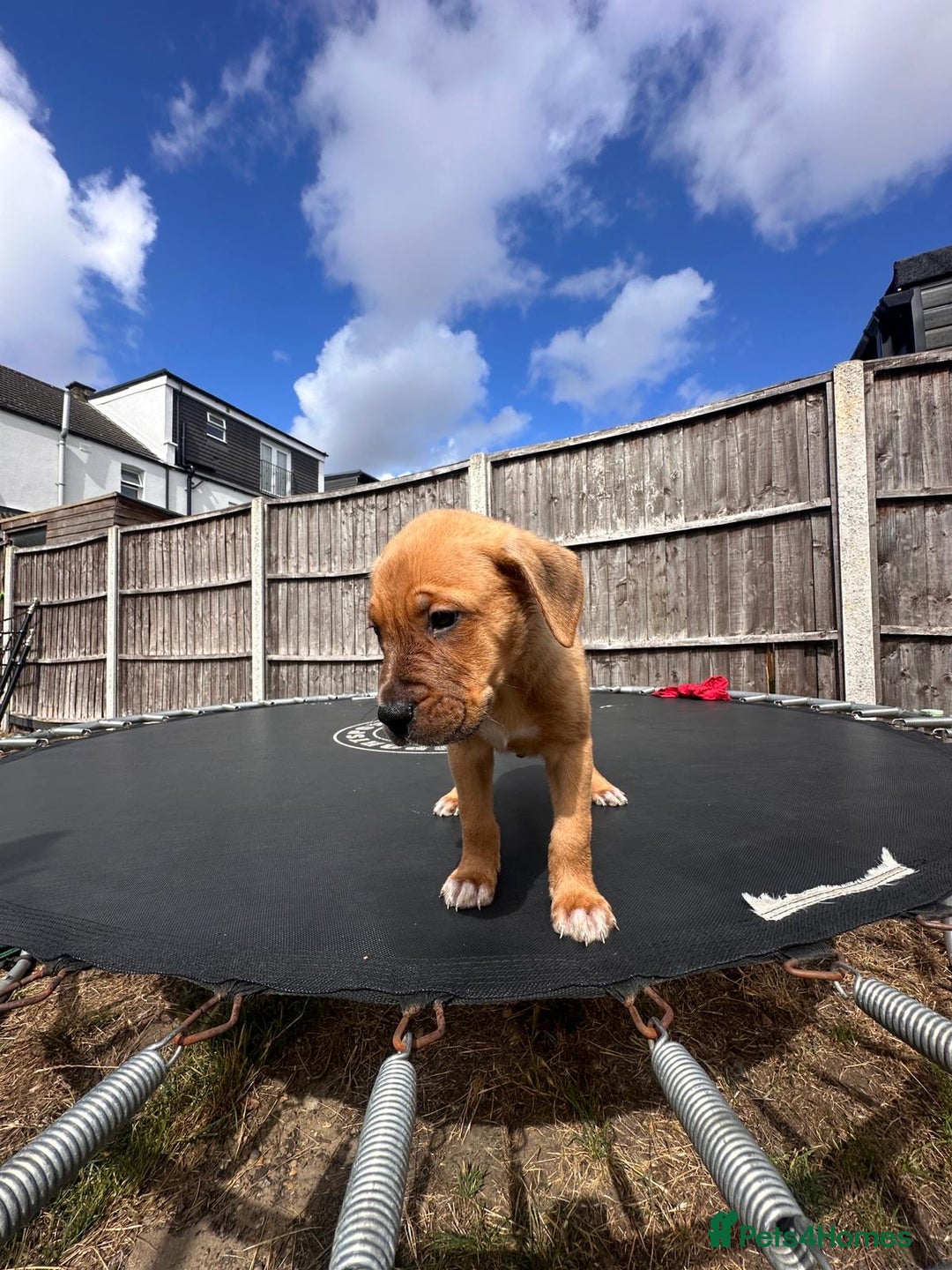 Staffordshire Bull Terrier dogs for sale: Staffordshire Puppy– FullyVaccinated, Microchipped - Image 6