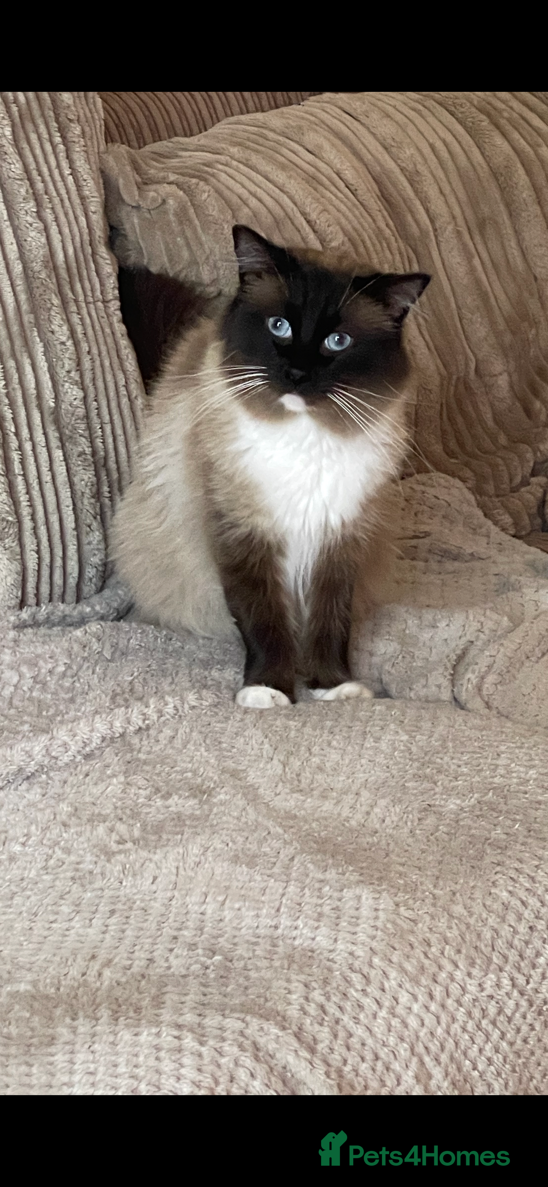 Ragdoll cats for sale: Gorgeous ragdoll boy - Advert 4