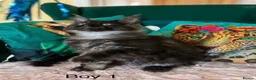 Maine Coon cats for sale: MONSTRUAL GIANTS! Elite MAINE COON Kittens  - Advert 28
