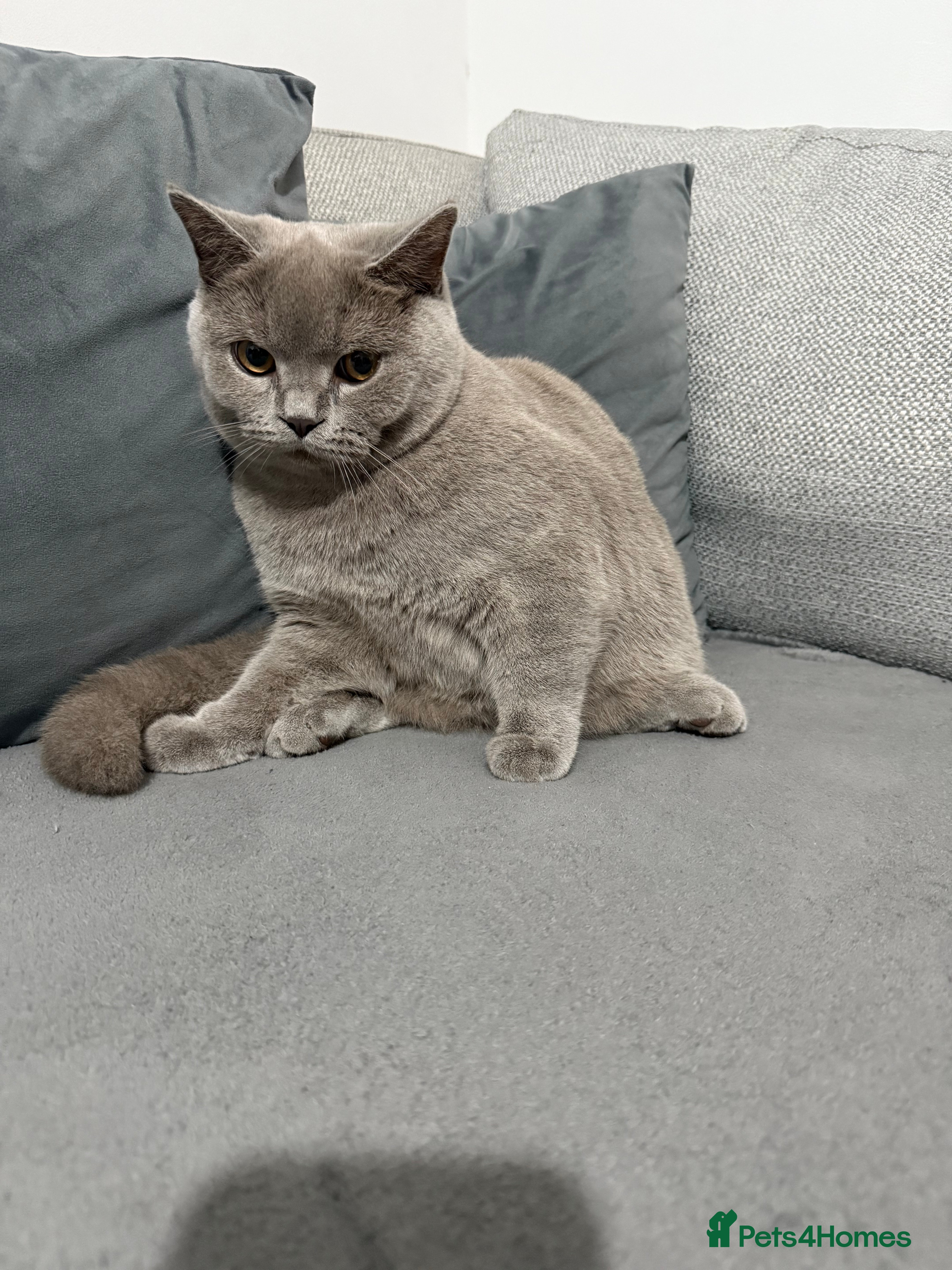 Brazilian Shorthair cats british short hair cats male  - Advert 3