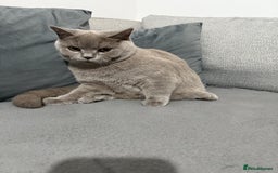 Brazilian Shorthair cats for sale: british short hair cats male  - Image 1