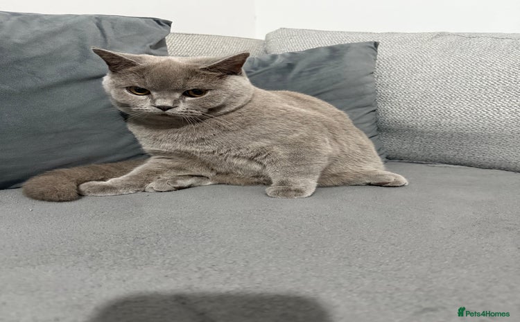 Brazilian Shorthair cats - Advert 1