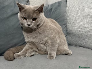 Brazilian Shorthair cats for sale - Advert 1