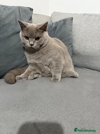 Brazilian Shorthair cats - Advert 1