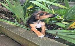 Jack Russell dogs for sale: Jack russell boy ready for collection  - Image 1