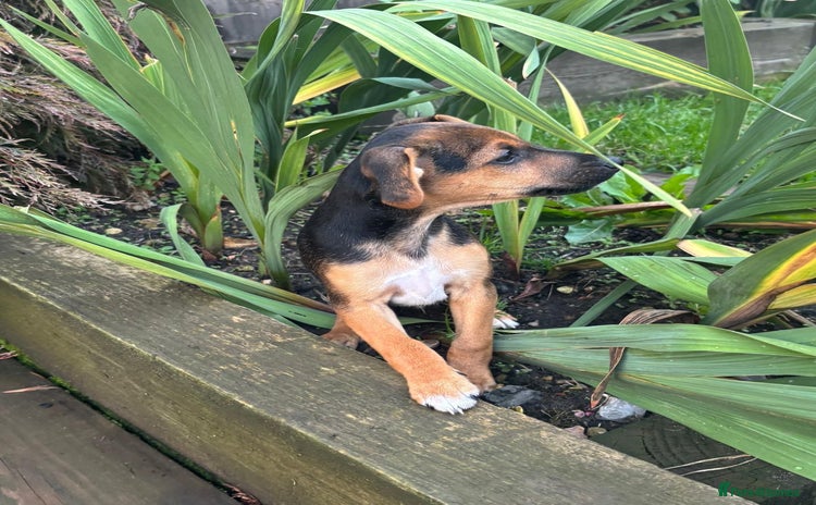 Jack Russell dogs - Advert 1