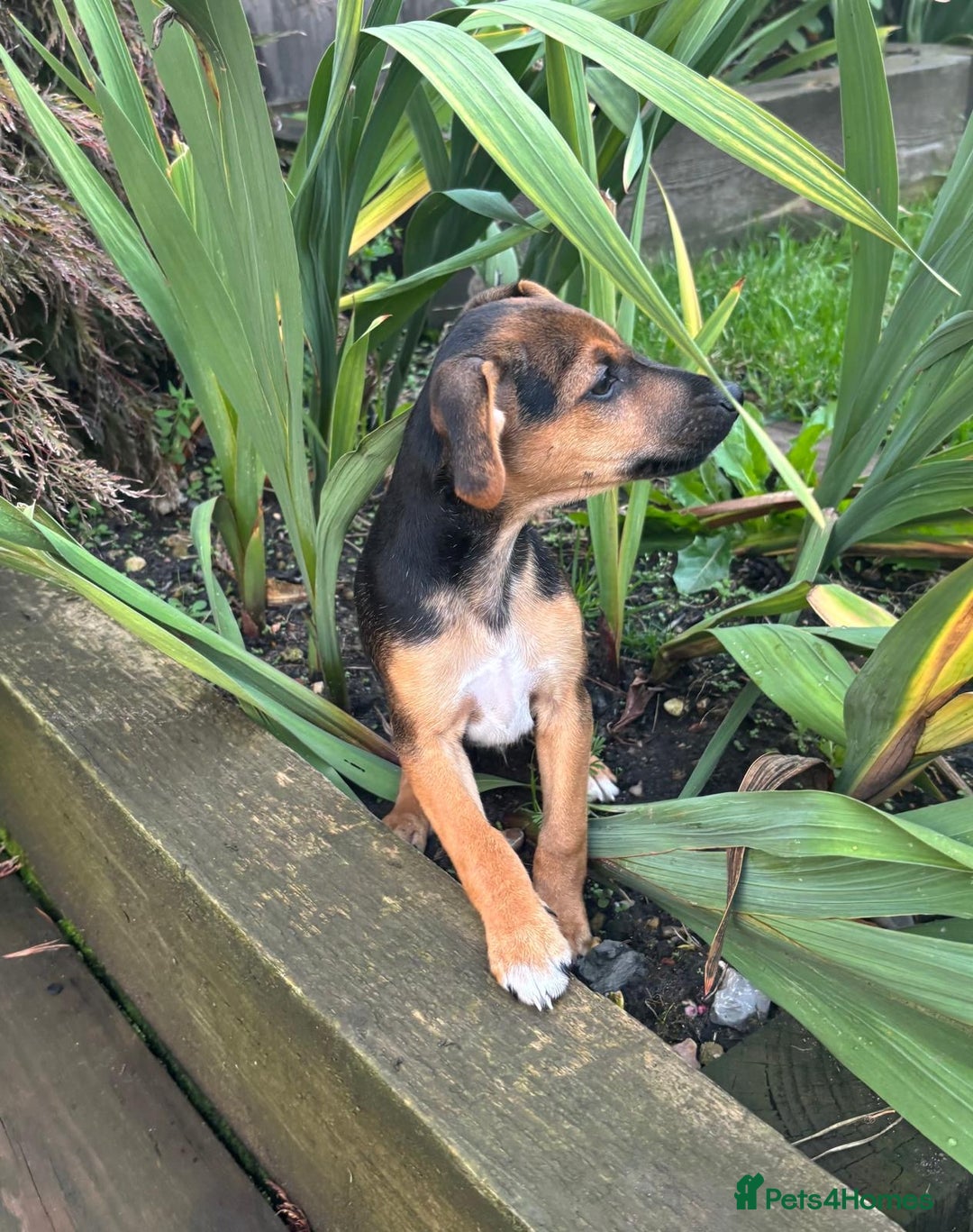 Jack Russell dogs for sale: Jack russell boy ready for collection  - Image 1