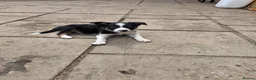 Border Collie dogs for sale: Border collie pups  in Leicester - Advert 7