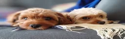 Cavapoo dogs for sale: Adorable Cavapoo Puppies From Licensed Breeder - Advert 34