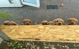 Labrador Retriever dogs for sale: Labrador Fox red  - Image 3