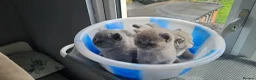 British Shorthair cats for sale: 8 BSH Kittens- 4 of them reserved - Advert 7