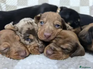 Dachshund dogs KC Standard Dachshund puppies ! - Advert 18