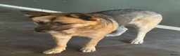 Mixed Breed dogs for adoption: Gorgeous Emilia ready for a new home! - Advert 14