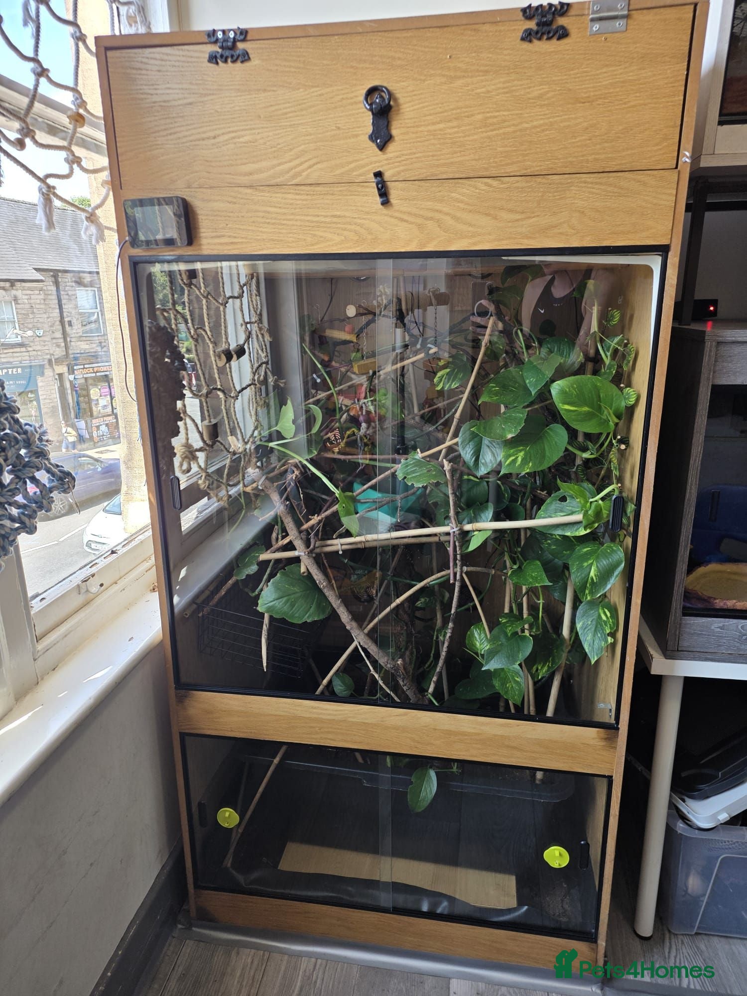 Chameleon reptiles Xl arboreal wooden vivarium   - Advert 4