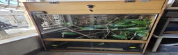 Chameleon reptiles for sale: Xl arboreal wooden vivarium   in Matlock - Advert 1