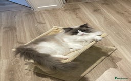 Ragdoll cats for sale: Brother Sister Ragdolls for Rehoming  - Image 24