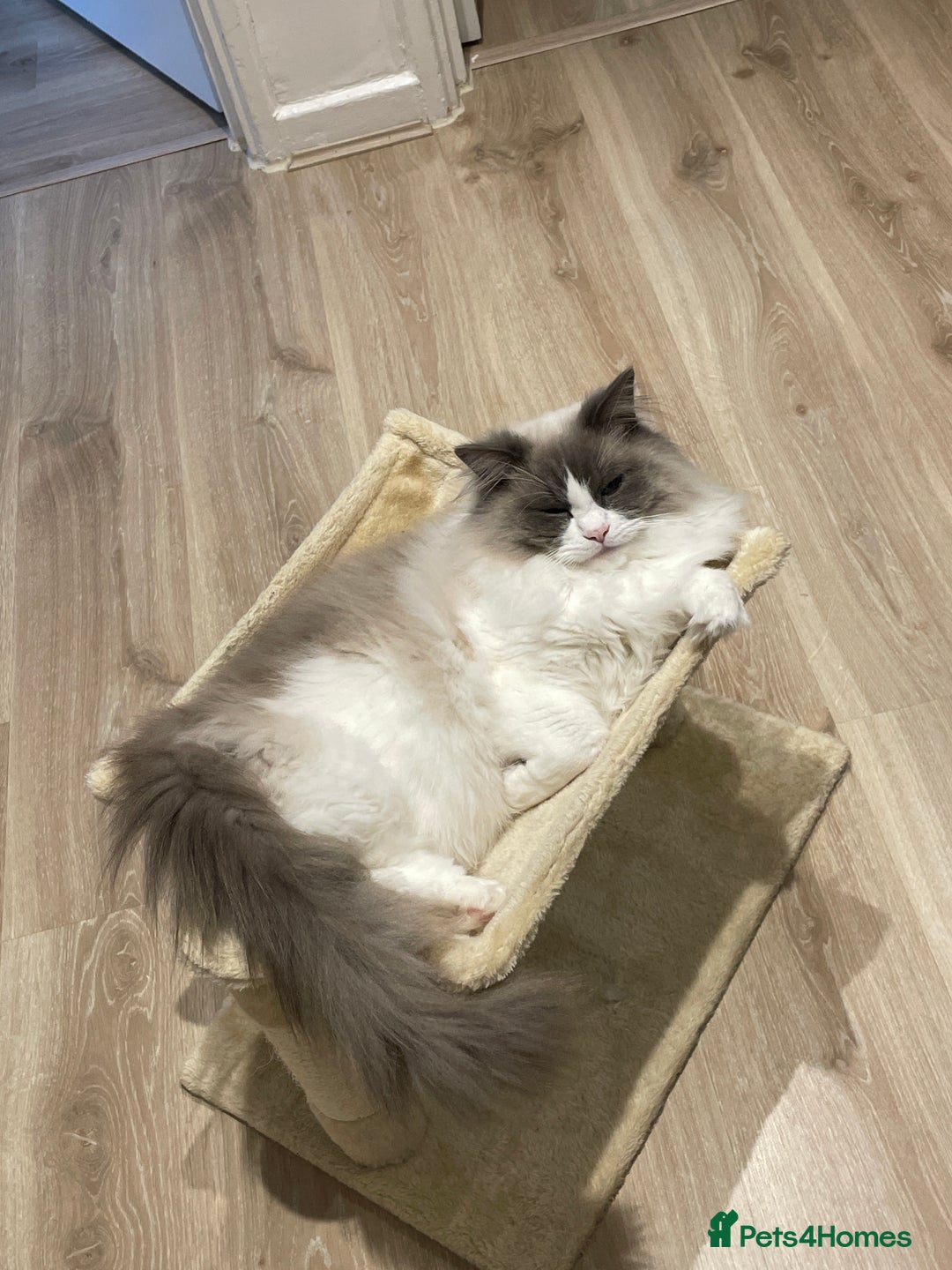 Ragdoll cats for sale: Brother Sister Ragdolls for Rehoming  - Image 24